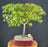 Trained Japanese Green Maple Bonsai Tree -(acer palmatum)