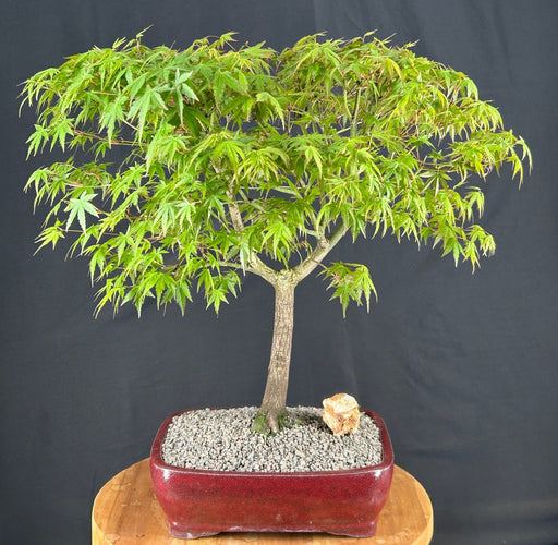 Trained Japanese Green Maple Bonsai Tree -(acer palmatum)