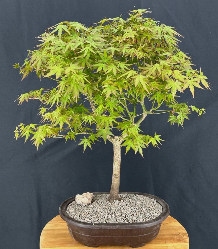 Trained Japanese Green Maple Bonsai Tree -(acer palmatum)