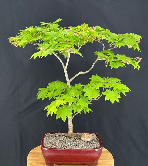Golden Chinese Juniper Bonsai Tree--(Juniperus × pfitzeriana 'Old Gold')
