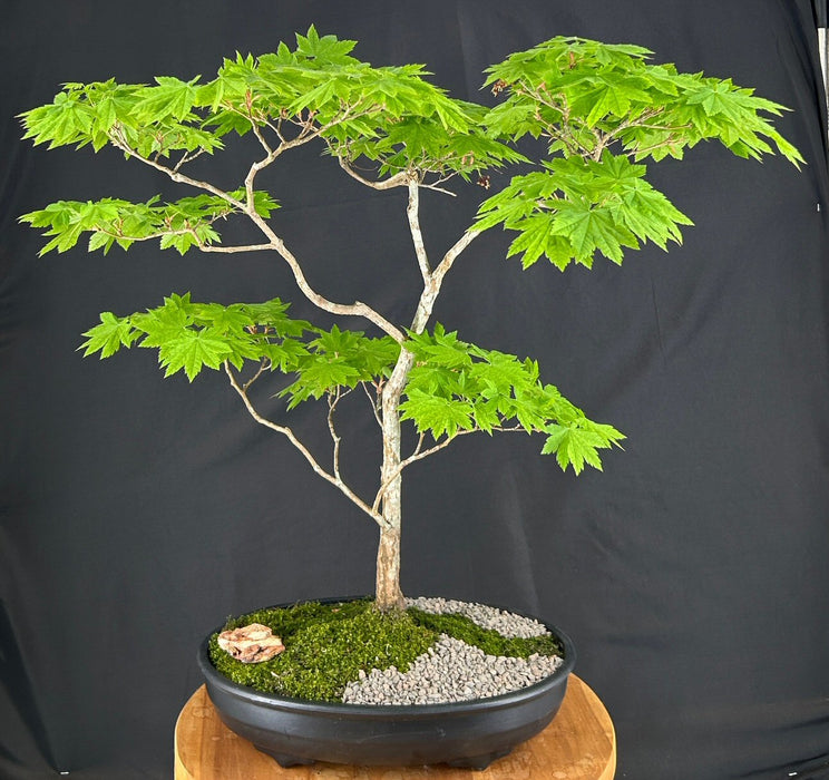 Golden Chinese Juniper Bonsai Tree--(Juniperus × pfitzeriana 'Old Gold')