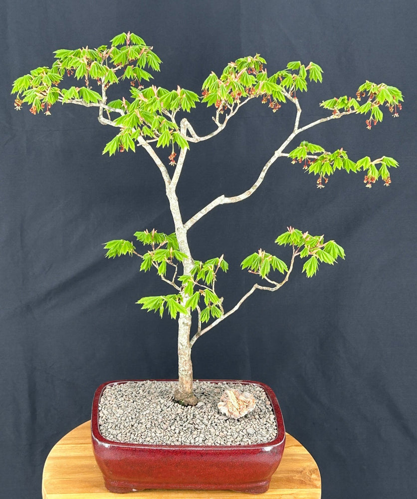 Golden Chinese Juniper Bonsai Tree--(Juniperus × pfitzeriana 'Old Gold')