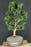 Trained Hinoki Cypress Bonsai Tree-(chamecyparis obtusa 'Nana Gracilis')