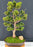 Trained Hinoki Cypress Bonsai Tree-(chamecyparis obtusa 'Nana Gracilis')