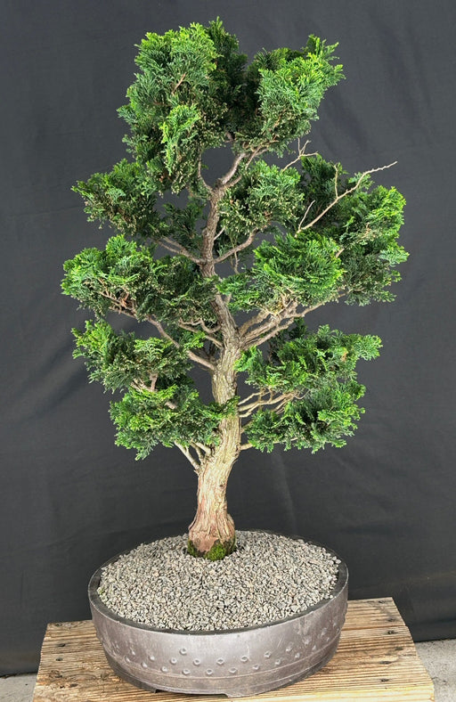 Trained Hinoki Cypress Bonsai Tree-(chamecyparis obtusa 'Nana Gracilis')