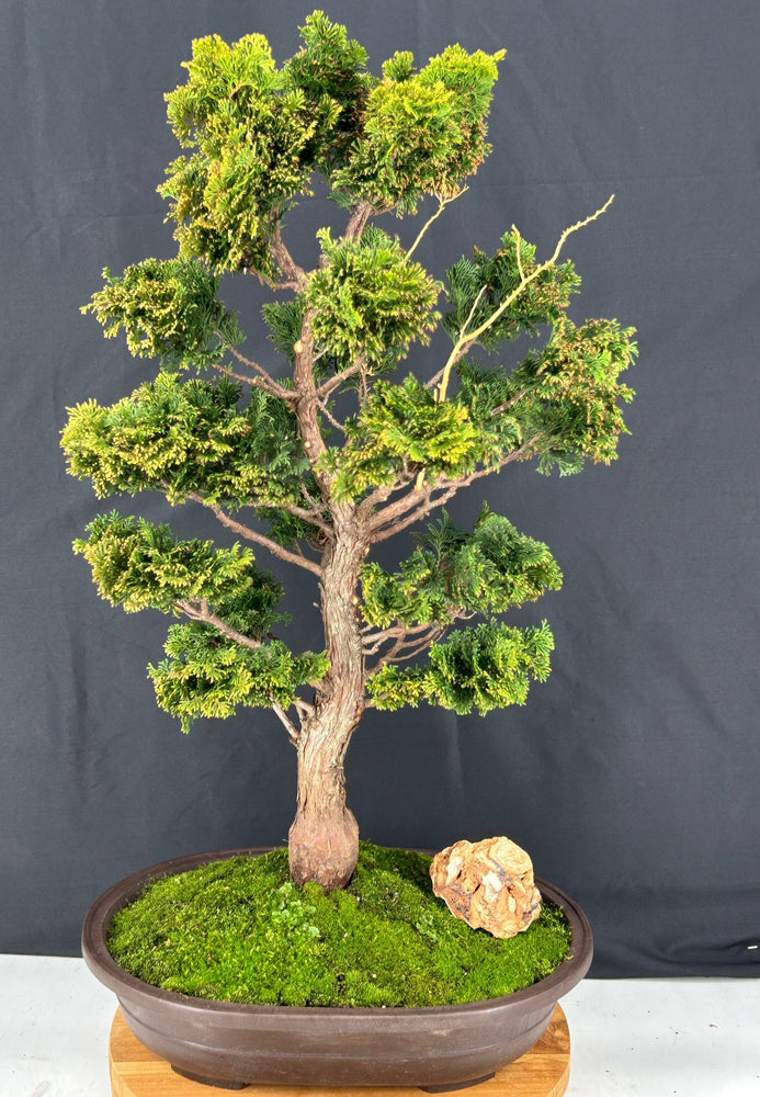 Trained Hinoki Cypress Bonsai Tree-(chamecyparis obtusa 'Nana Gracilis')