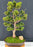 Trained Hinoki Cypress Bonsai Tree-(chamecyparis obtusa 'Nana Gracilis')