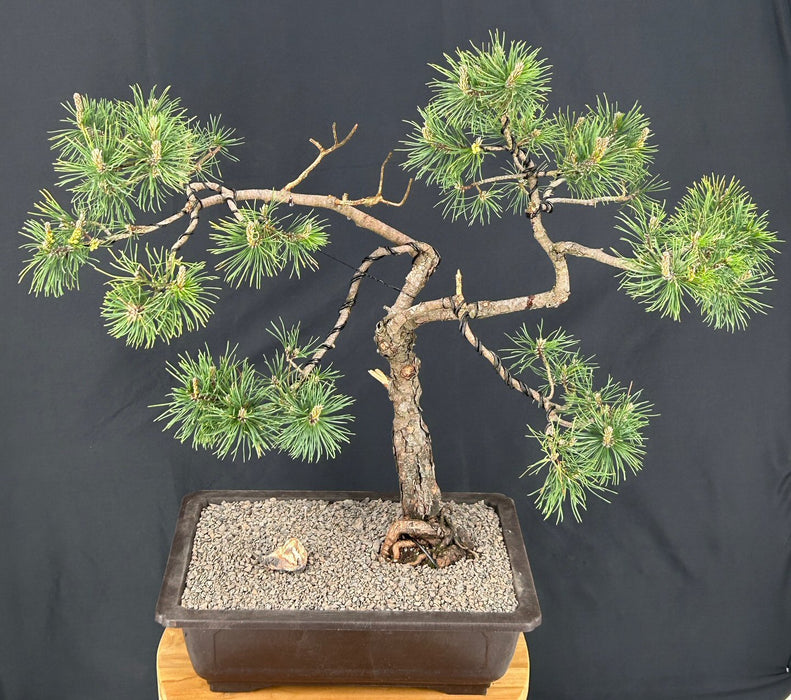 Dwarf Golden Mugo Pine Bonsai Tree-(Pinus mugo 'Ambergold' )
