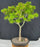 Japanese Green Maple Bonsai Tree -(acer palmatum 'Mikawa Yatsubusa')