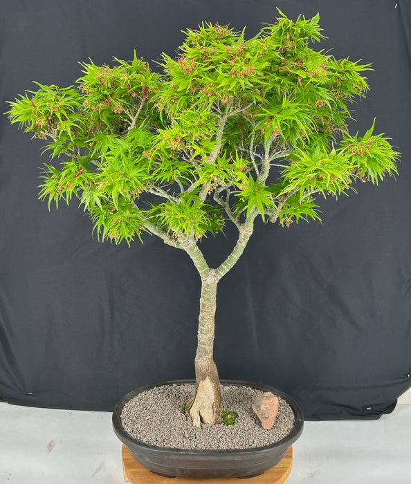 Japanese Green Maple Bonsai Tree -(acer palmatum 'Mikawa Yatsubusa')