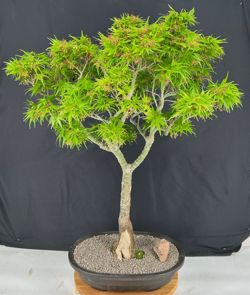 Japanese Green Maple Bonsai Tree -(acer palmatum 'Mikawa Yatsubusa')