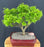 Dwarf Japanese Maple Bonsai Tree-(acer palmatum 'sharps pygme')