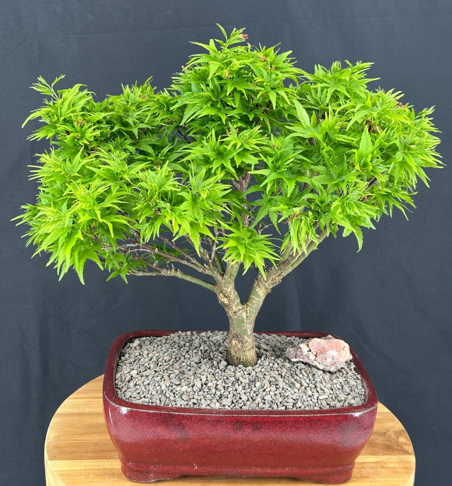 Dwarf Japanese Maple Bonsai Tree-(acer palmatum 'sharps pygme')