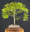 Trained Japanese Green Maple Bonsai Tree -(acer palmatum)