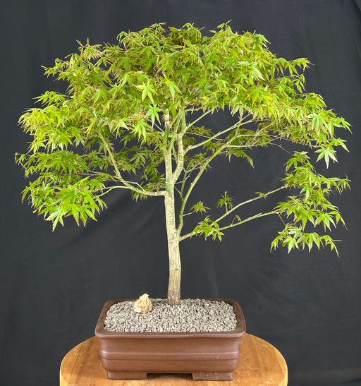 Trained Japanese Green Maple Bonsai Tree -(acer palmatum)