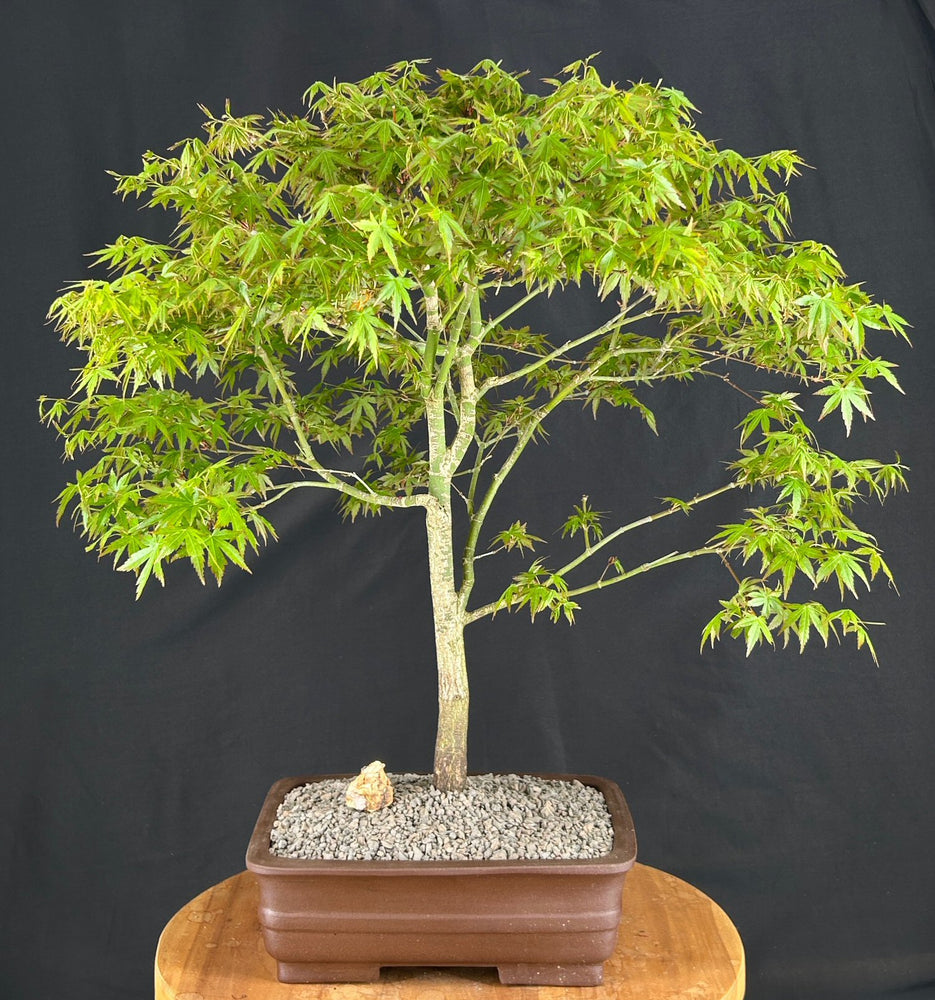 Trained Japanese Green Maple Bonsai Tree -(acer palmatum)