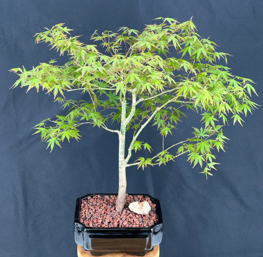Trained Japanese Green Maple Bonsai Tree -(acer palmatum)