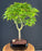 Trained Japanese Green Maple Bonsai Tree -(acer palmatum)