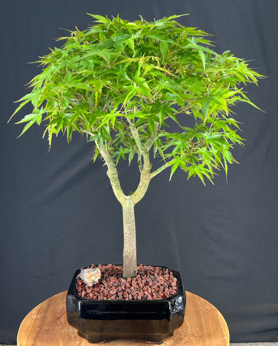 Trained Japanese Green Maple Bonsai Tree -(acer palmatum)