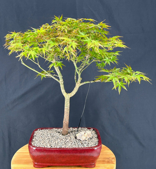 Trained Japanese Green Maple Bonsai Tree -(acer palmatum)
