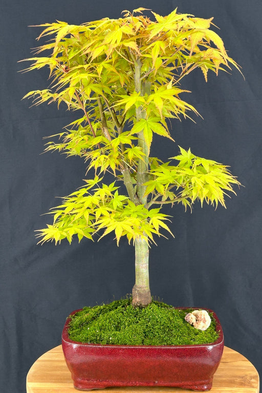Katsura Japanese Maple Bonsai Tree-(Acer palmatum ?Katsura')
