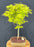 Katsura Japanese Maple Bonsai Tree-(Acer palmatum ?Katsura')