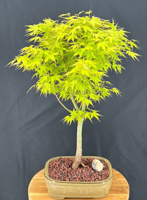 Katsura Japanese Maple Bonsai Tree-(Acer palmatum ?Katsura')