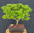 Dwarf Japanese Maple Bonsai Tree-(acer palmatum 'sharps pygme')