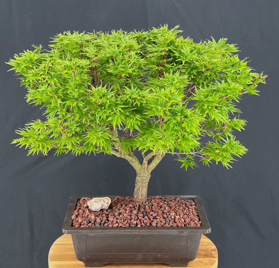 Dwarf Japanese Maple Bonsai Tree-(acer palmatum 'sharps pygme')