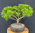 Dwarf Japanese Maple Bonsai Tree-(acer palmatum 'sharps pygme')