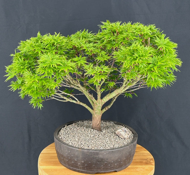 Dwarf Japanese Maple Bonsai Tree-(acer palmatum 'sharps pygme')