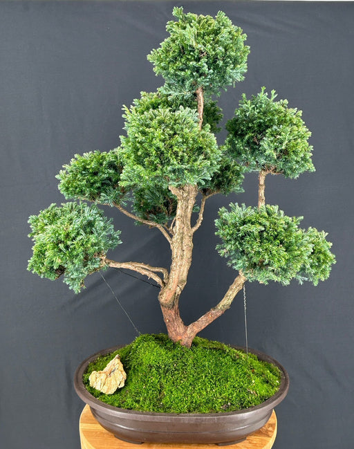 Silver Cypress Bonsai Tree-Pom Pom Style -(chamecyparis pisifera 'boulevard')