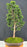 Trained Hinoki Cypress Bonsai Tree-(chamecyparis obtusa 'Nana Gracilis')