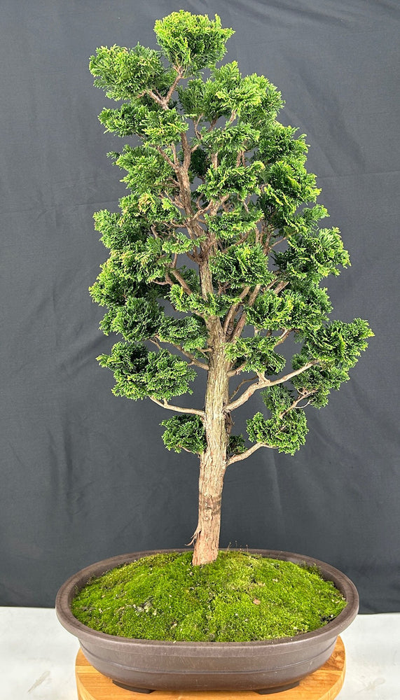 Trained Hinoki Cypress Bonsai Tree-(chamecyparis obtusa 'Nana Gracilis')