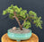 Juniper Bonsai Tree - Trained -(juniper procumbens nana)