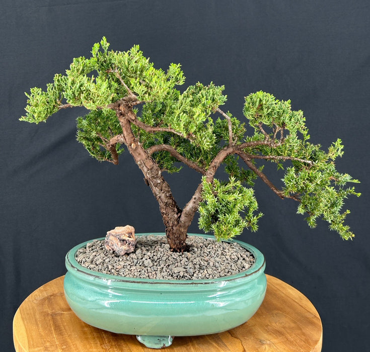 Juniper Bonsai Tree - Trained -(juniper procumbens nana)