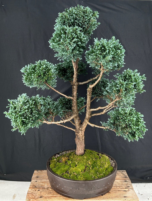 Silver Cypress Bonsai Tree-Pom Pom Style -(chamecyparis pisifera 'boulevard')