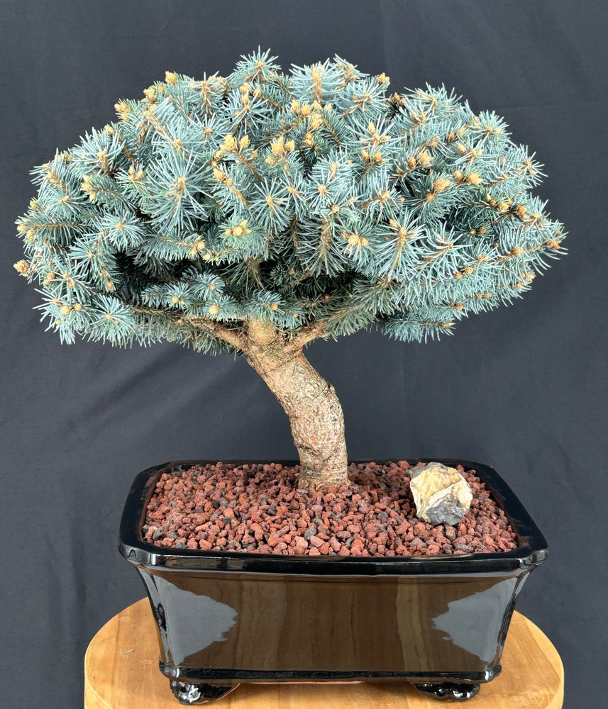 Dwarf Globe Blue Spruce Bonsai Tree-(picea pungens 'Globosa')