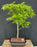 Trained Japanese Green Maple Bonsai Tree -(acer palmatum)