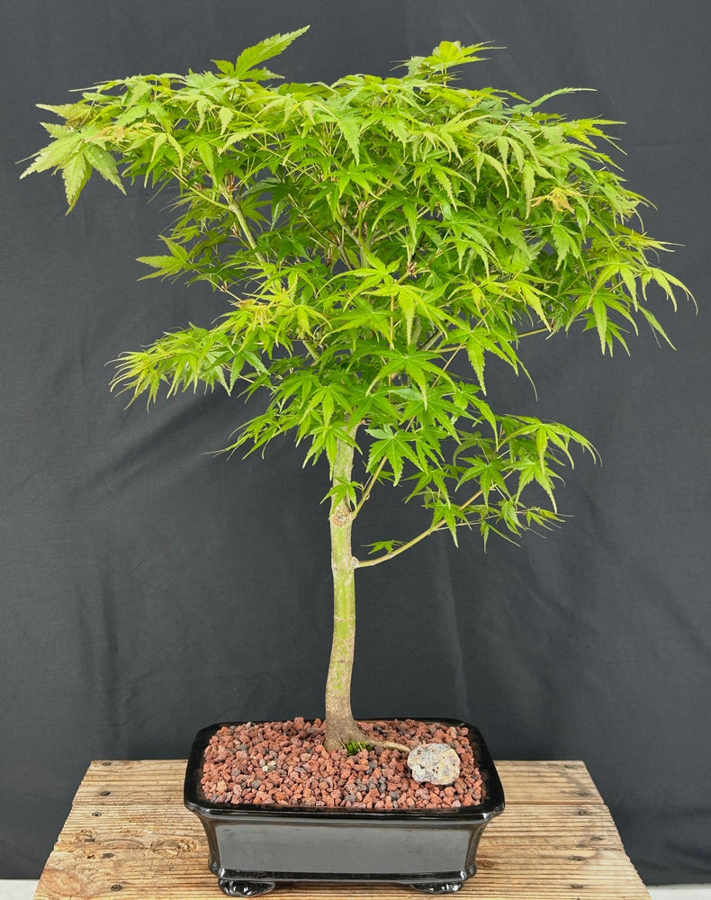 Trained Japanese Green Maple Bonsai Tree -(acer palmatum)