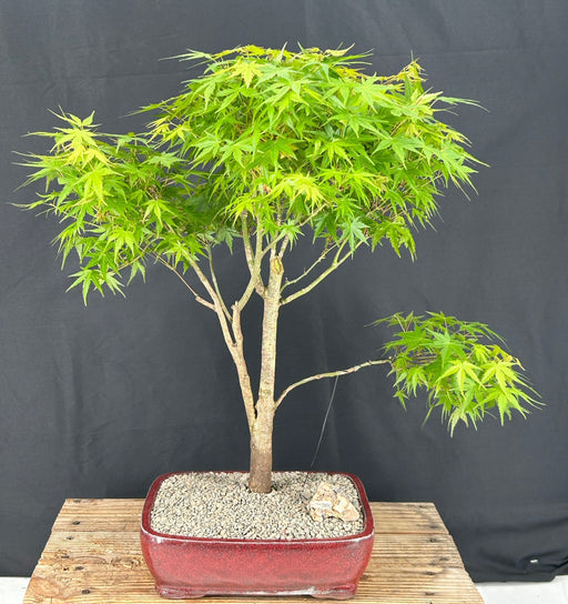 Trained Japanese Green Maple Bonsai Tree -(acer palmatum)