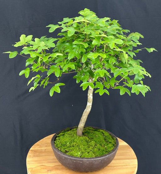 Montpellier Maple Bonsai Tree-(Acer monspessulanum)