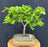 Montpellier Maple Bonsai Tree-(Acer monspessulanum)