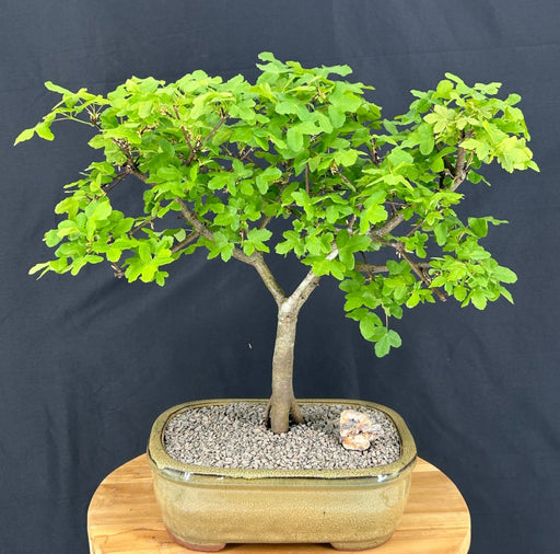 Montpellier Maple Bonsai Tree-(Acer monspessulanum)