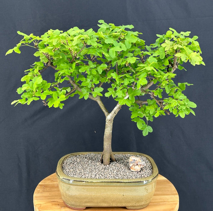 Montpellier Maple Bonsai Tree-(Acer monspessulanum)