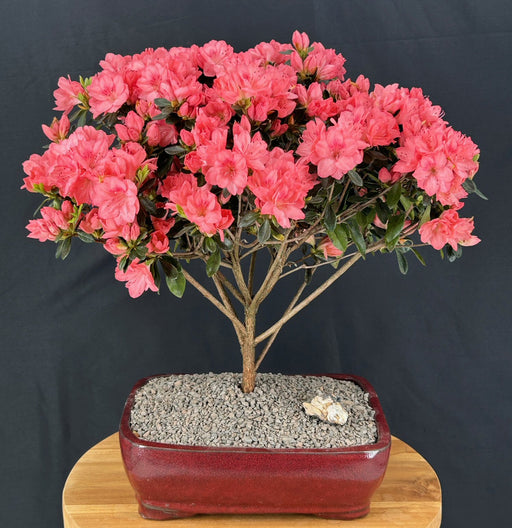 Flowering Blaauws Pink Azalea Bonsai Tree-(Rhododendron 'Blaauw's Pink')