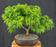 Sharp's Pygmy Dwarf Japanese Maple Bonsai Tree-(acer palmatum 'sharps pygme')