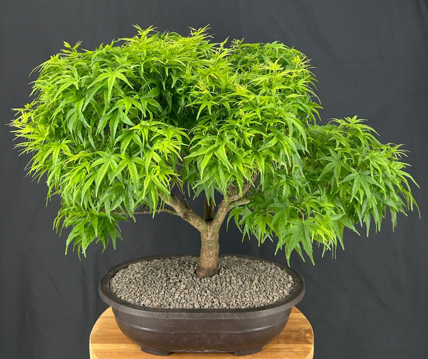 Sharp's Pygmy Dwarf Japanese Maple Bonsai Tree-(acer palmatum 'sharps pygme')