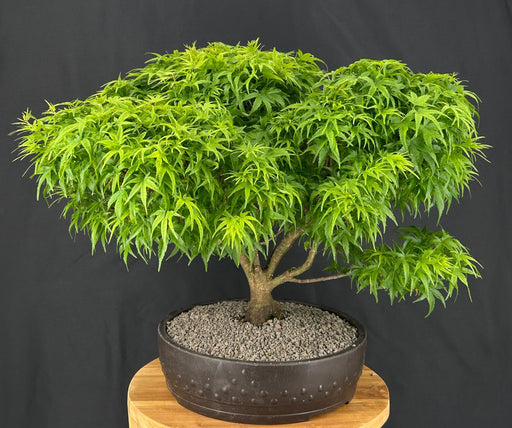 Sharp's Pygmy Dwarf Japanese Maple Bonsai Tree-(acer palmatum 'sharps pygme')