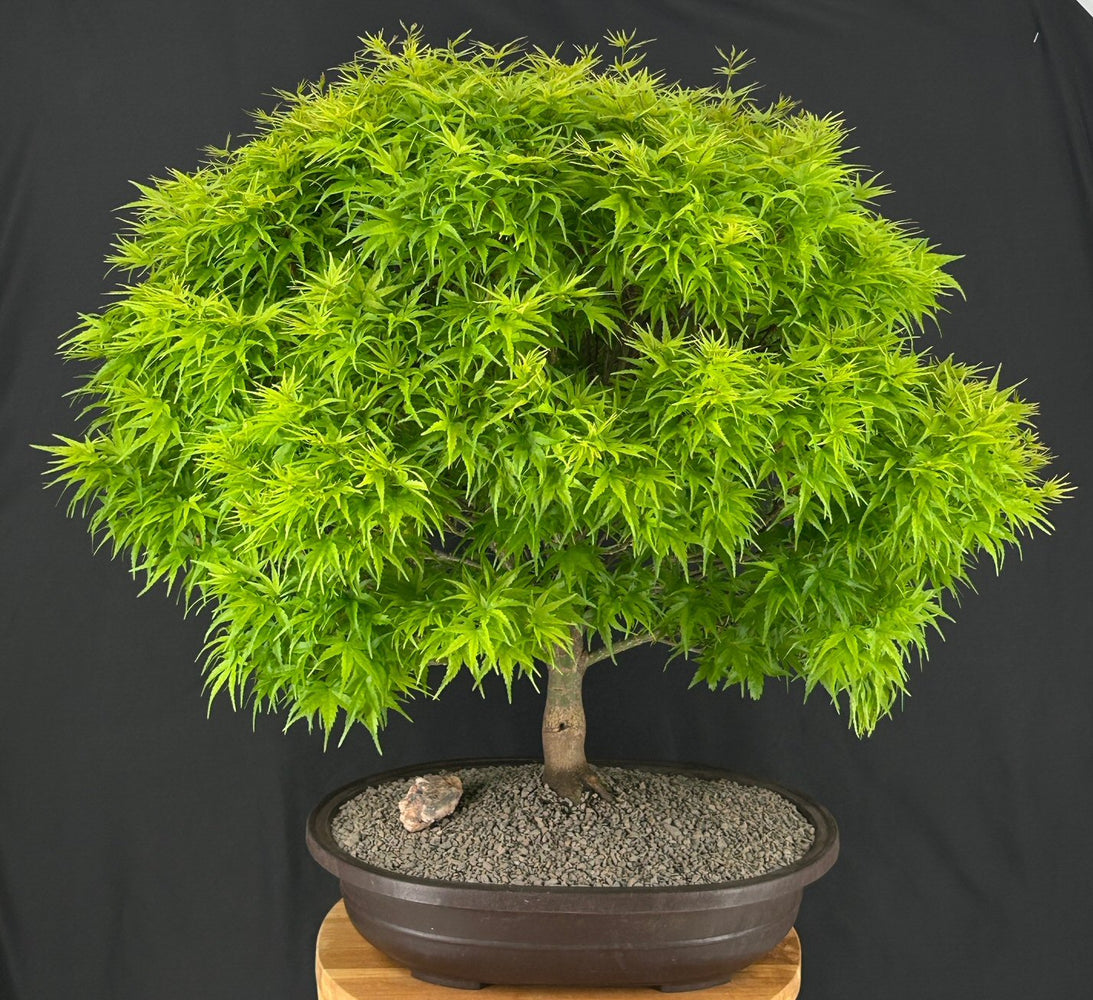 Sharp's Pygmy Dwarf Japanese Maple Bonsai Tree-(acer palmatum 'sharps pygme')